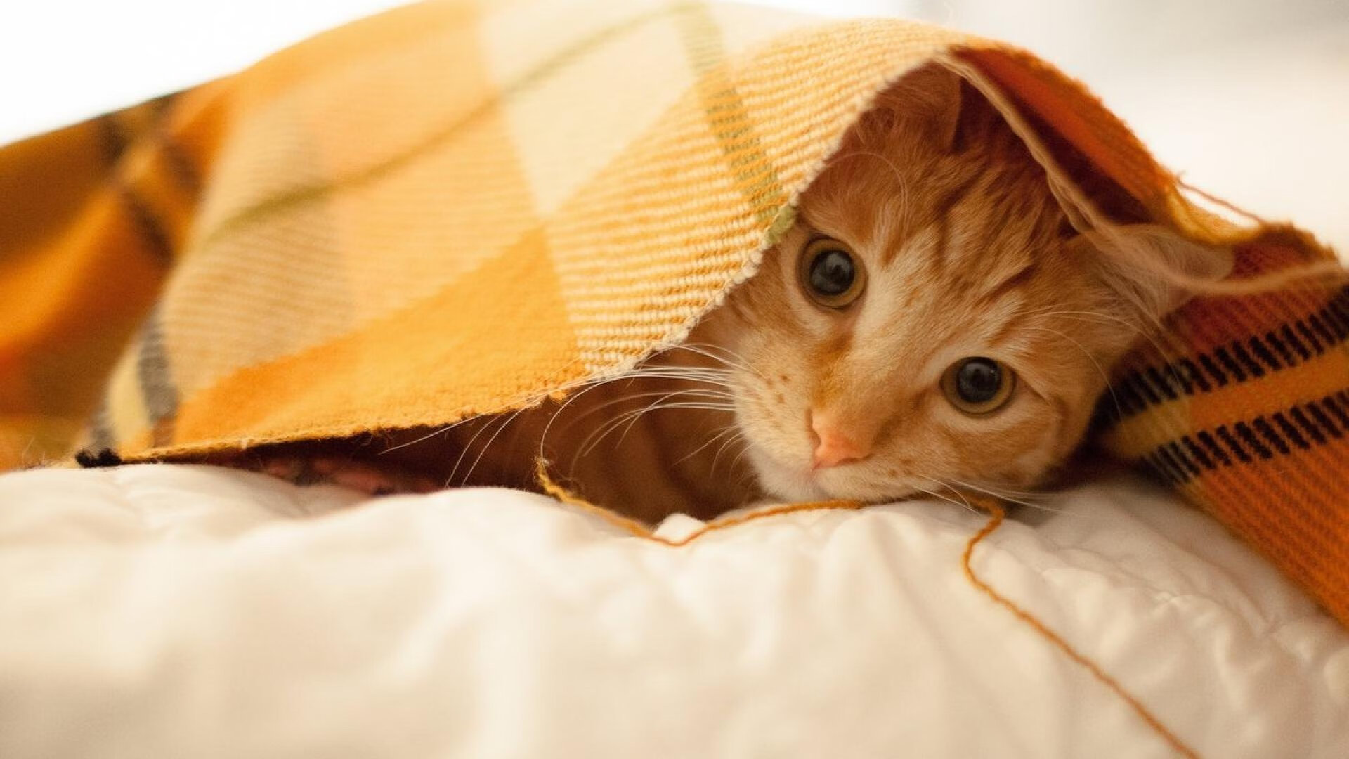 开云体育官网-绿茵烽火映照篮球场，当开拓者的欧冠级后场击穿灰熊铁壁