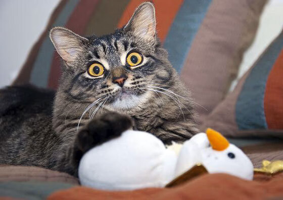 开云体育-胜利的两种面孔，从公牛的团队掌控到哈利伯顿的单骑决胜