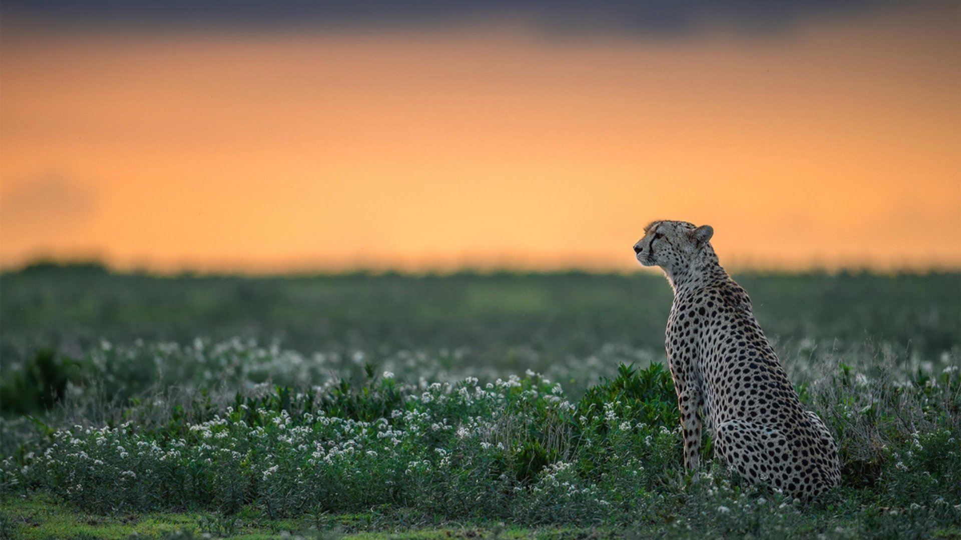 赛道与球场的交响，F1街道赛焦点战启示快船稳稳击败广东队