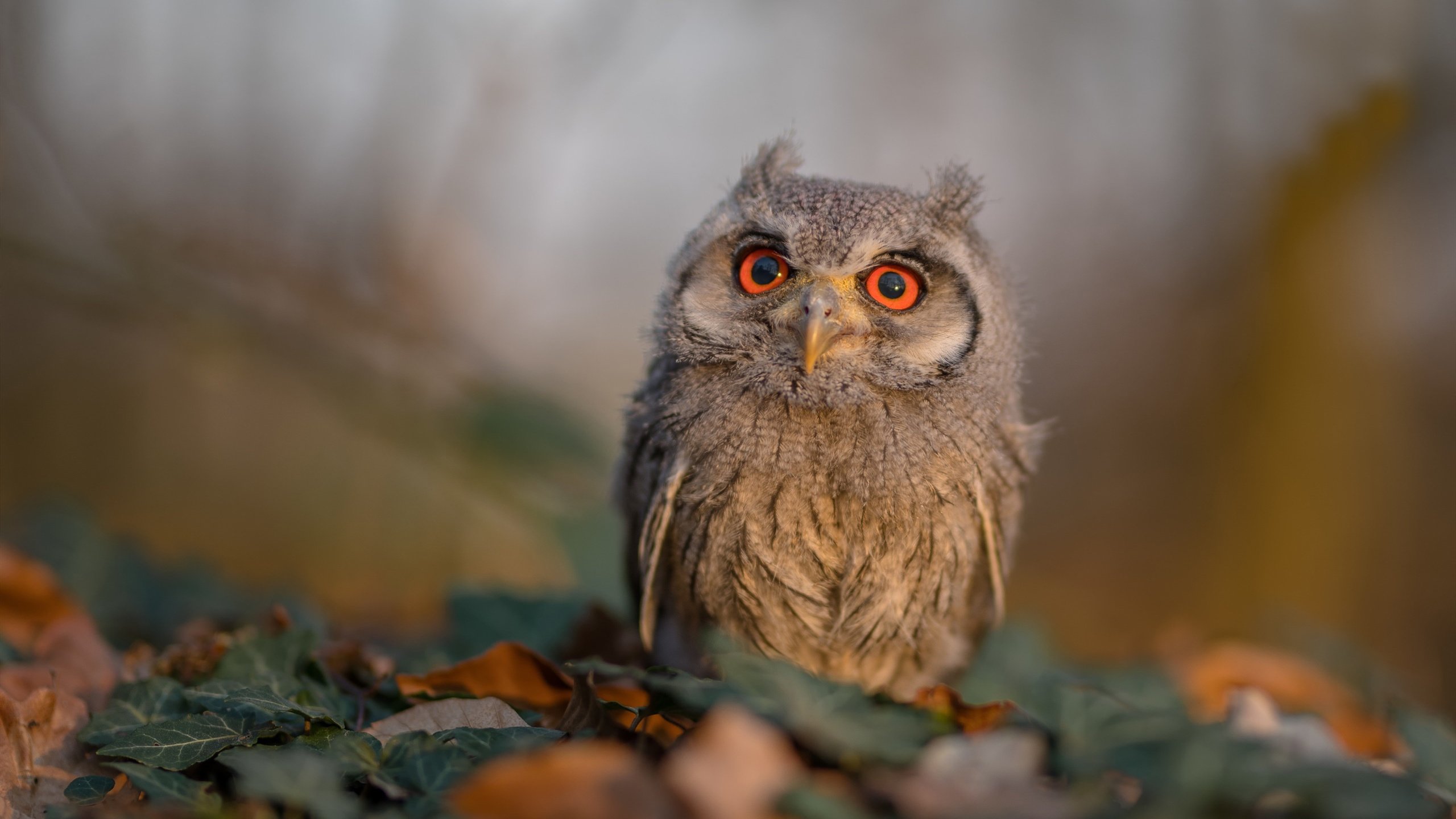 冰岛之战，罗德里戈的完全无解与马德里竞技的统治