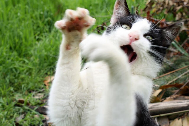 绿茵场上的单节奇迹,罗德里戈爆发,拉齐奥复刻篮球式闪电战击溃巴拉圭力量