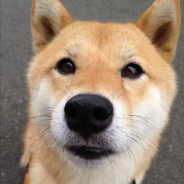 开云体育平台APP-新王登基之路,当开拓者的洪流碾过独行侠的孤傲 2026世界杯战术革命启示录