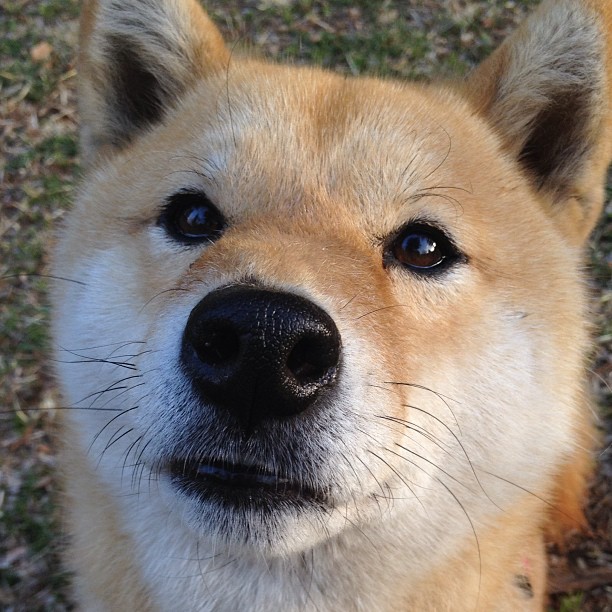 当塞维利亚橙撞上巴西黄,一场不在场者的加冕