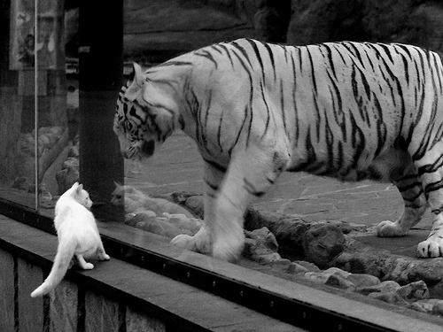 跨界英雄,库里助阵新疆队,史上首次击败NBA猛龙