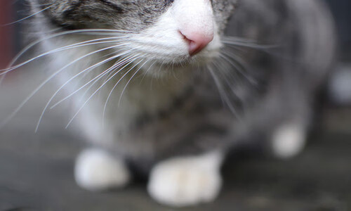 开云体育平台APP-南美魔幻现实主义足球，当哥伦比亚的河流冲垮曼城的精密机器