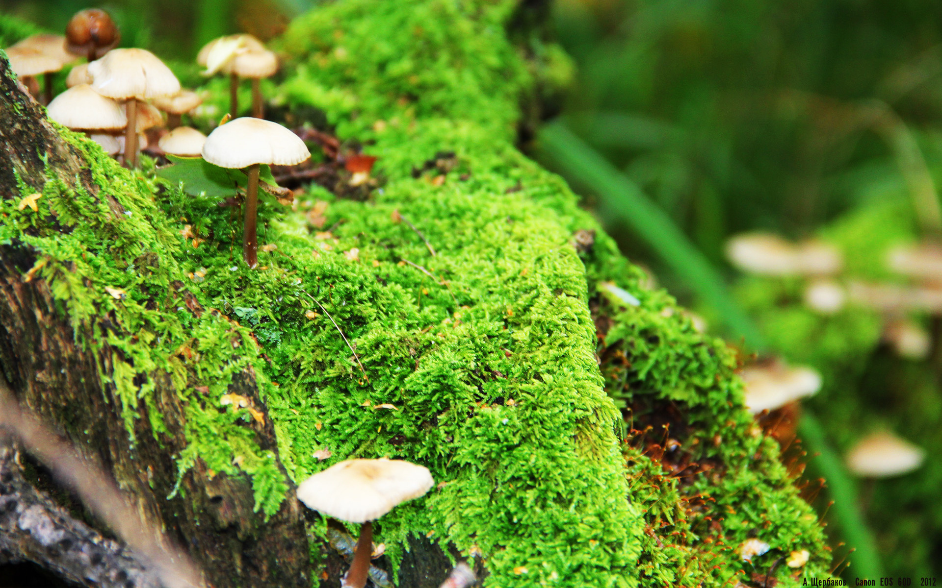 北美的灯光下，迪巴拉今夜只为自己作画