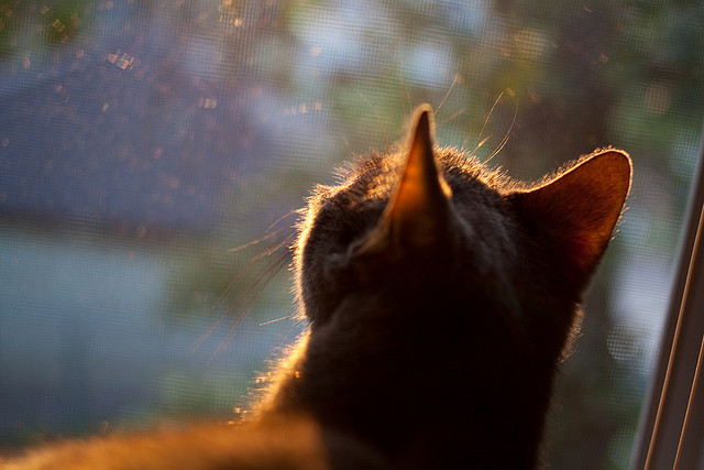 光芒刺破质疑之墙，瑞士对几内亚，戈麦斯用15.7公里的奔跑交出答卷