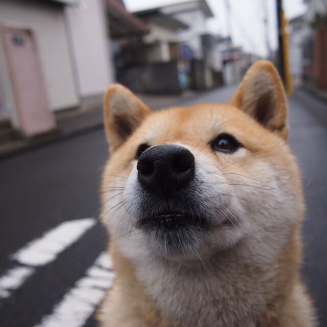 开云体育平台APP-北境之狼的钢铁洪流，德罗赞压制级表演踏平上海海潮
