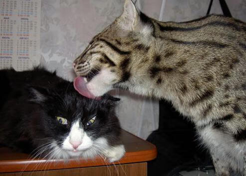 开云体育APP下载-关键时刻的英雄，范弗利特一锤定音，辽宁队坚韧意志击退骑士