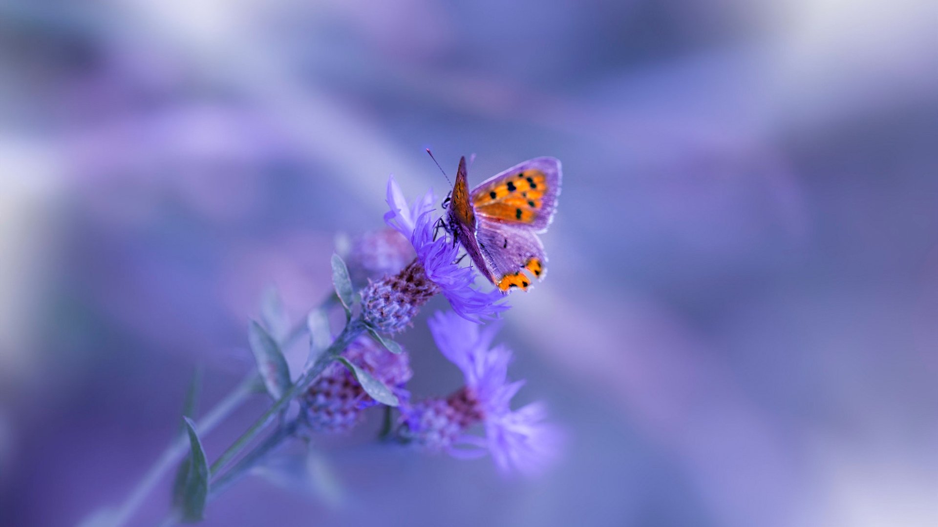 关键时刻的英雄，范弗利特一锤定音，辽宁队坚韧意志击退骑士