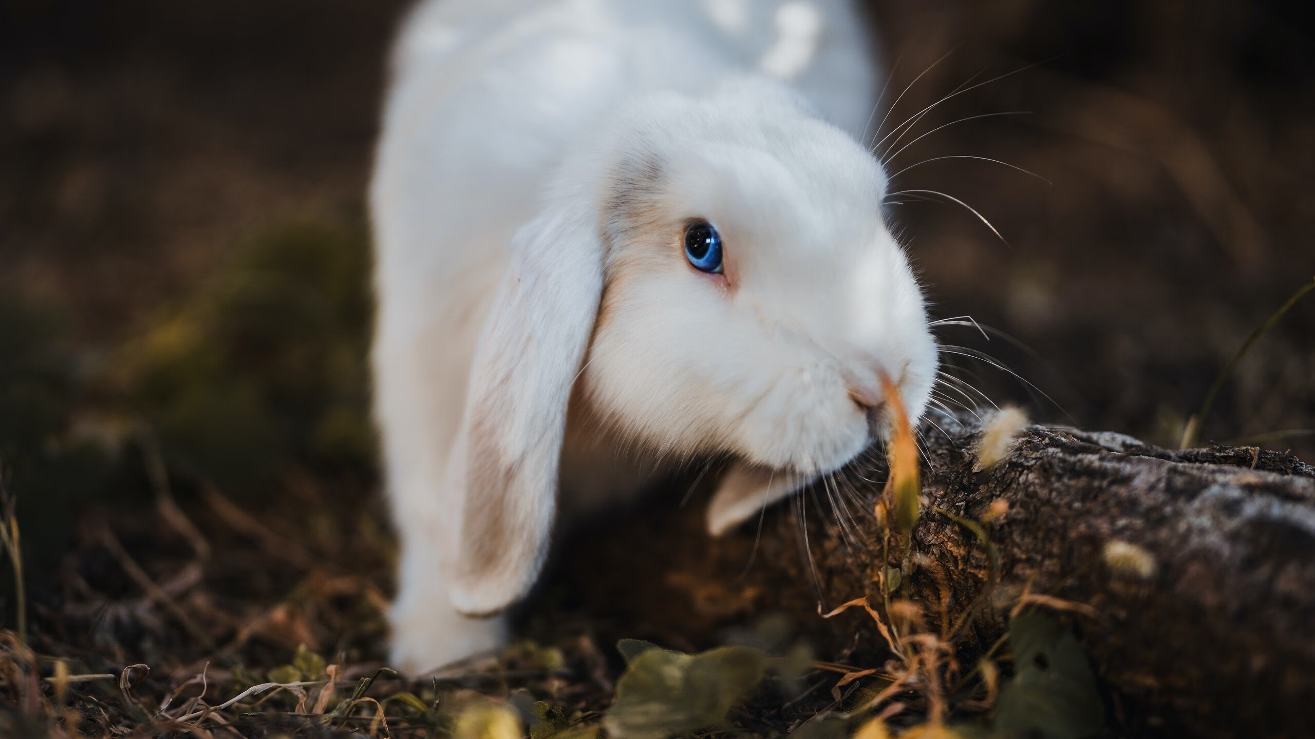 开云体育-波斯铁骑与英伦魔法师，帕尔默如何改写亚洲足球史诗