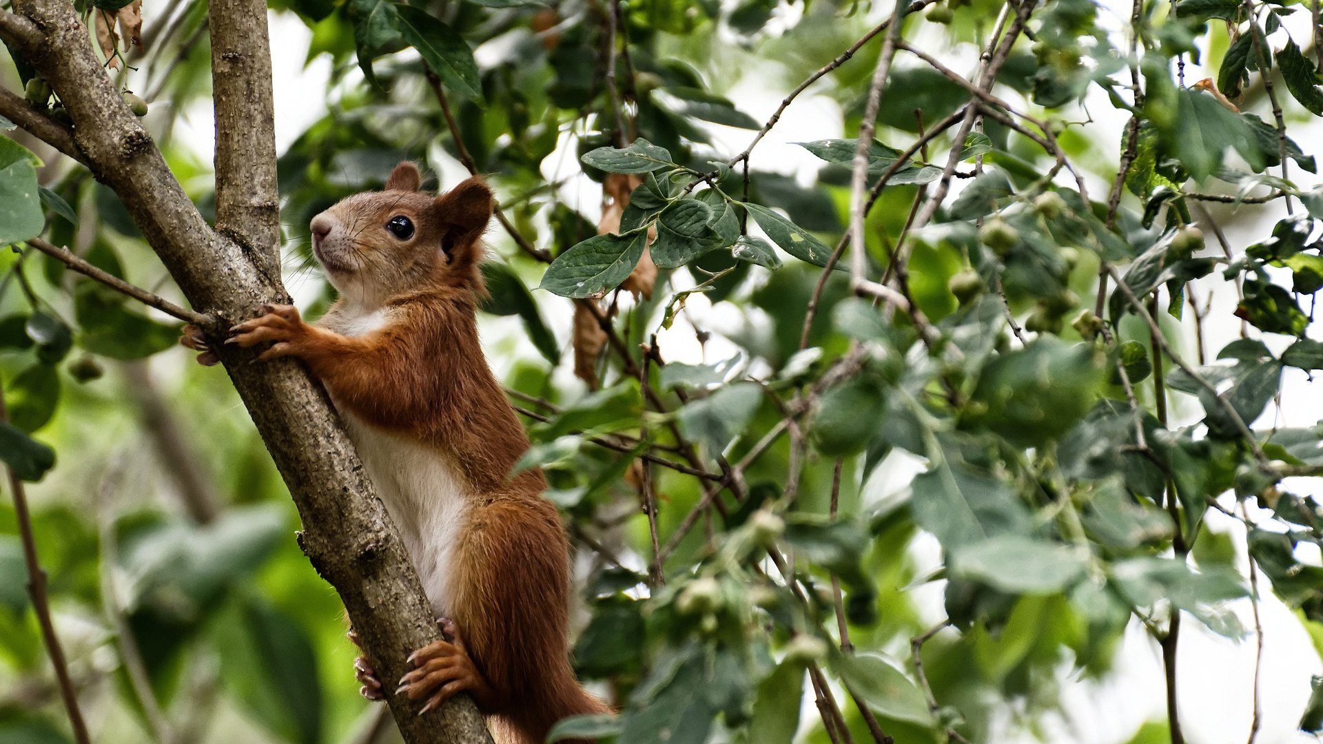 关键先生小贾伦！生死战临危救主，猛龙险胜森林狼保留生机